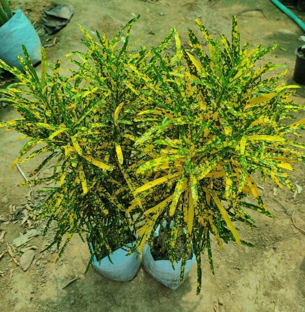 Set of 2 Chironji Croton in 8 Inch Nursery Bag