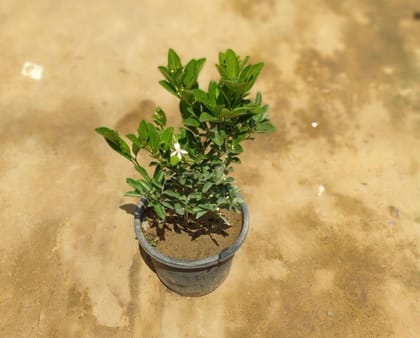 Buy Orange in 8 Inch Plastic Pot Online | Urvann.com