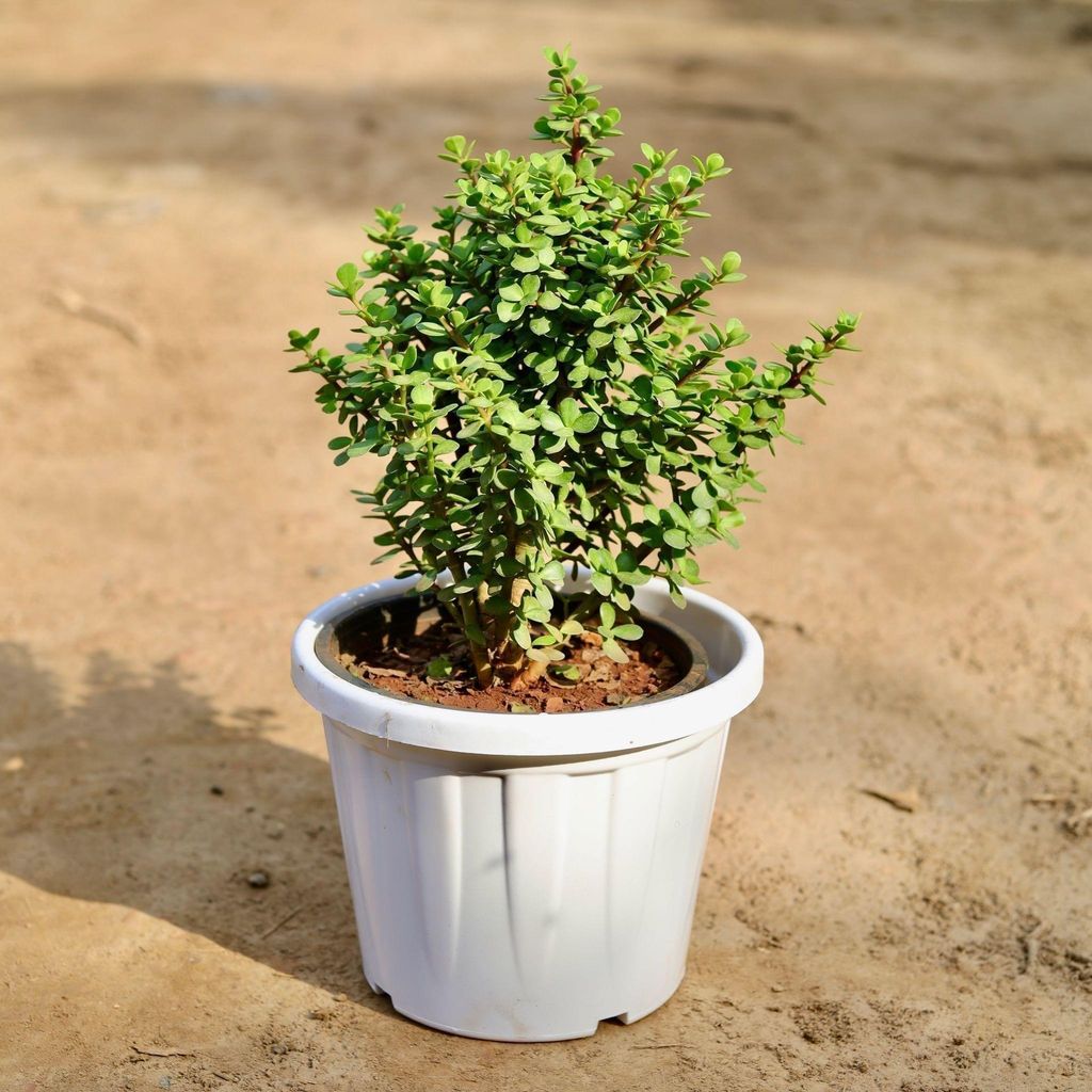 Jade Plant In 12 Inch White Classy Plastic Pot