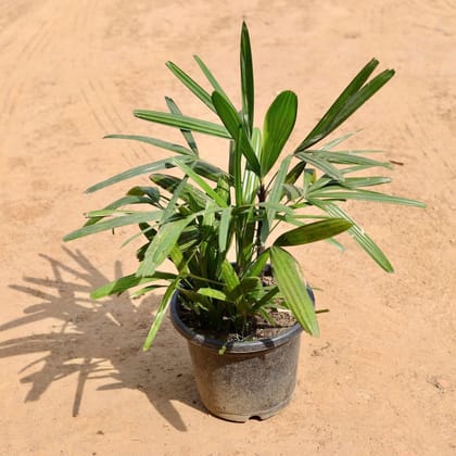 Buy Raphis Palm In 10 Inch Plastic Pot Online | Urvann.com