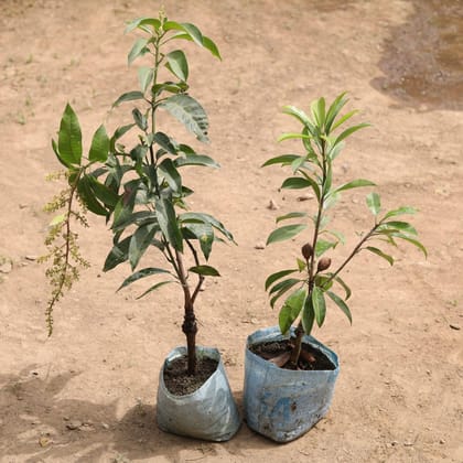 Buy Set of 2 - All Season Mango & Chiku Plant in 7 Inch Nursery Bag Online | Urvann.com