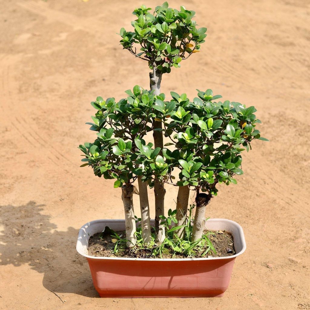 Ficus Moclaim Bonsai In 24 Inch Rectangular Window Planter