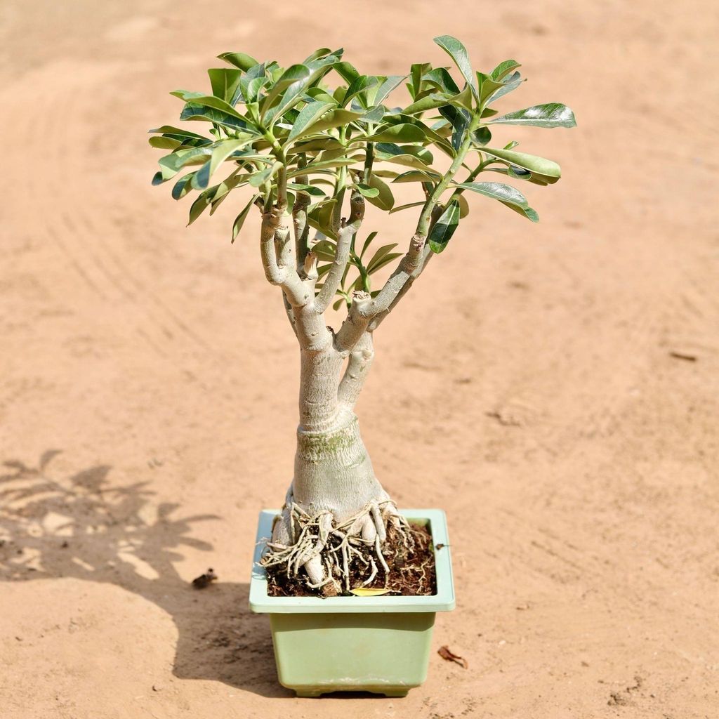 Adenium Bonsai (Any Colour) in 7 Inch Square Plastic Pot