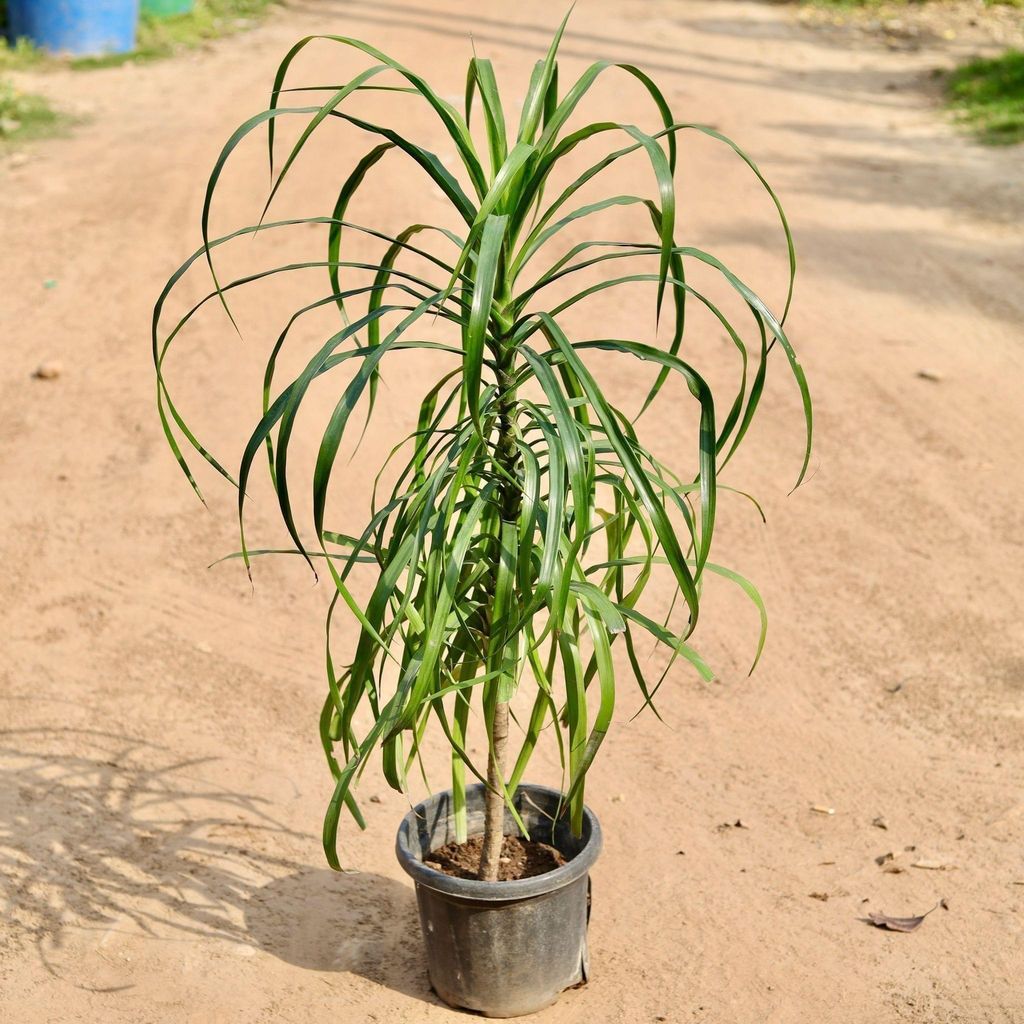 Dracaena Narrow Leaves in 10 Inch Nursery Pot