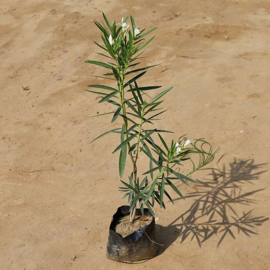 White Kaner / Oleander in 7 Inch Nursery Bag