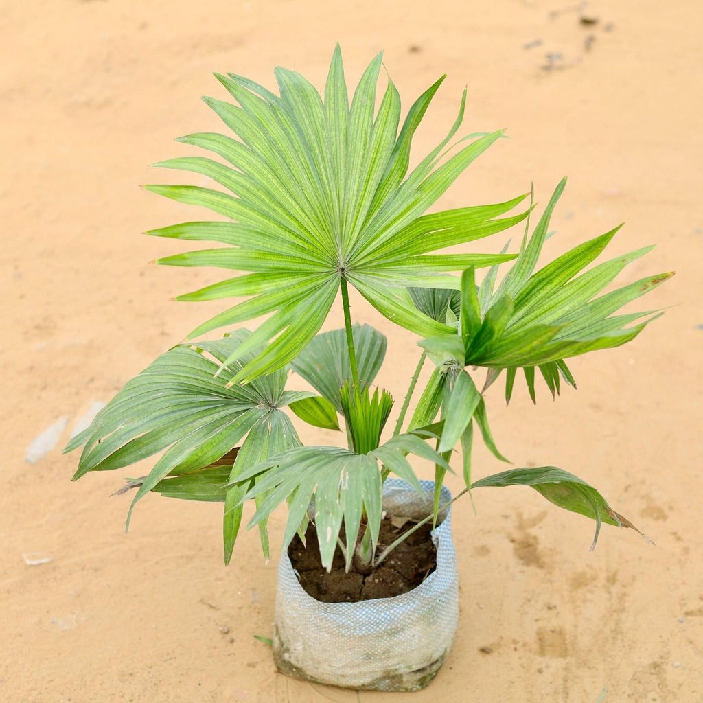 China / Fan Palm in 7 Inch Nursery Bag