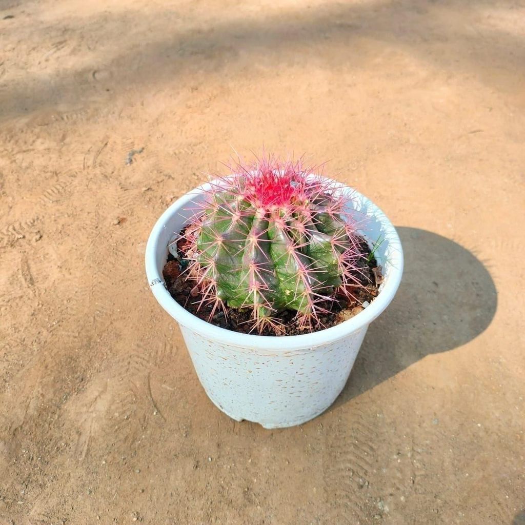 Melocactus (any colour) in 4 Inch White Nursery Pot