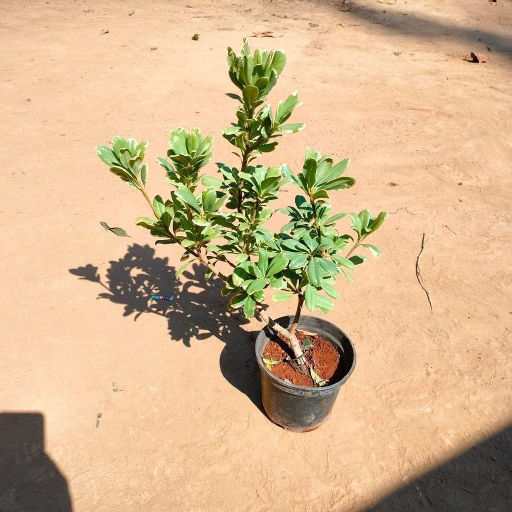 Pittosporum Topiary Variegated in 6 Inch Nursery Pot