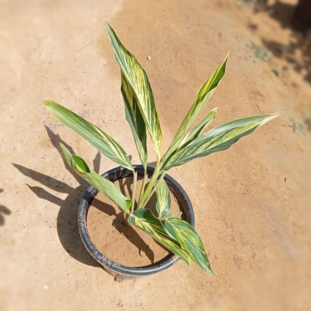 Alpinia in 8 Inch Nursery Pot