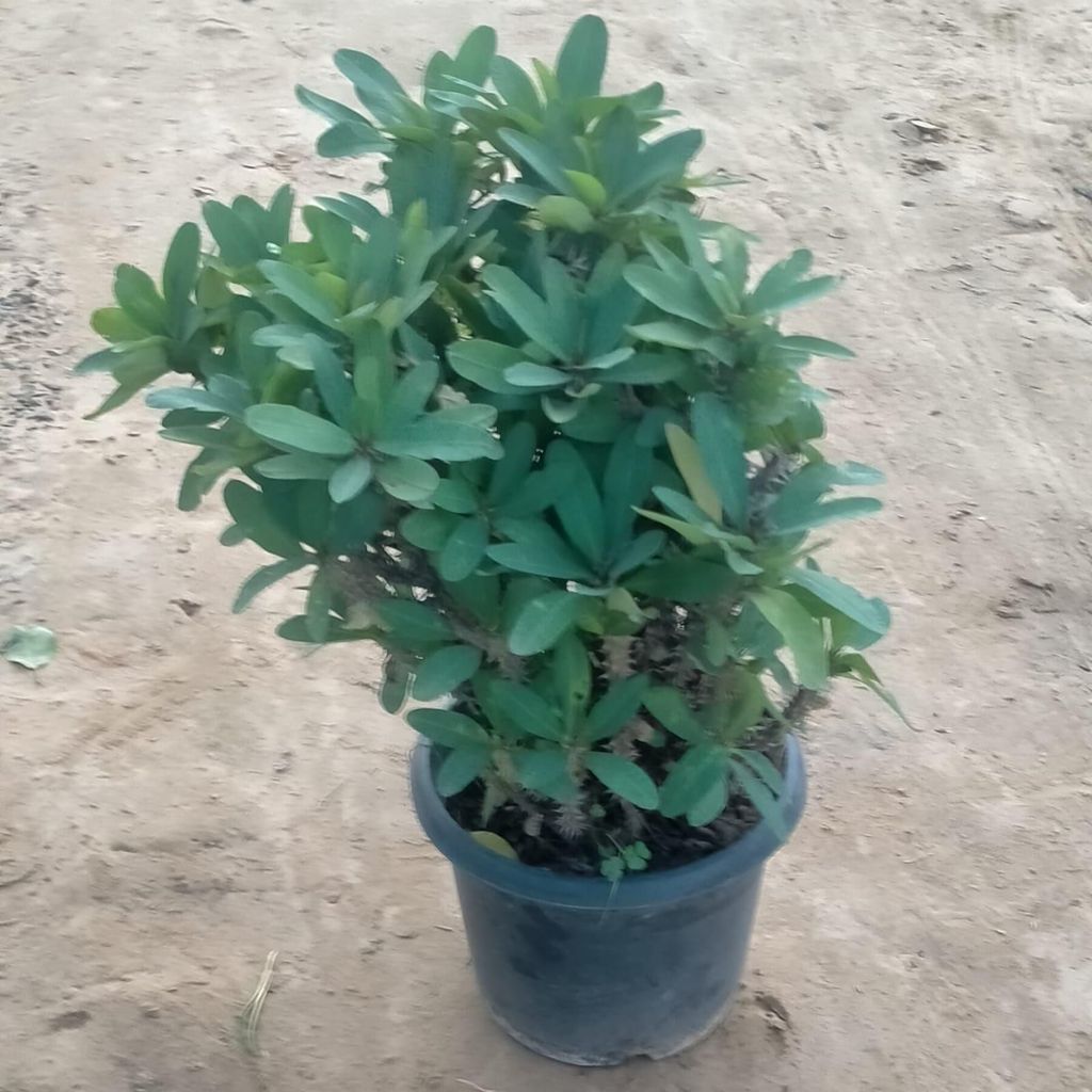 Euphorbia (any colour) in 12 Inch Nursery Pot