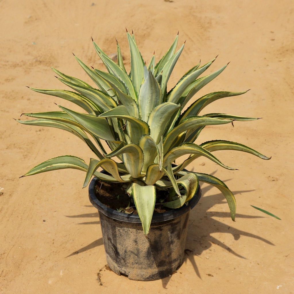 Yellow Agave in 14 Inch Nursery Pot