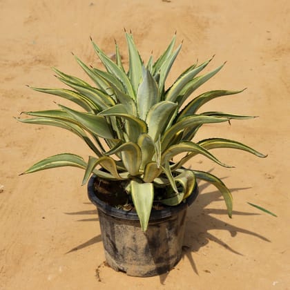 Buy Yellow Agave in 14 Inch Plastic Pot Online | Urvann.com