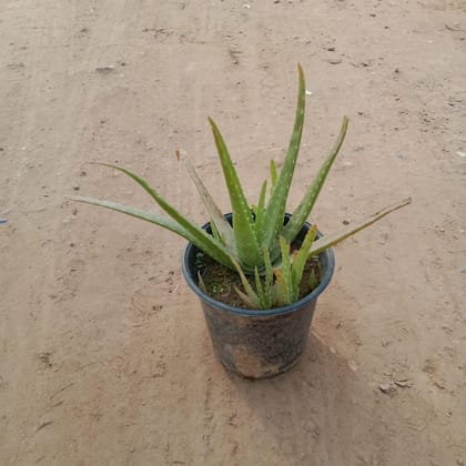Aloe Vera in 6 Inch Nursery Pot