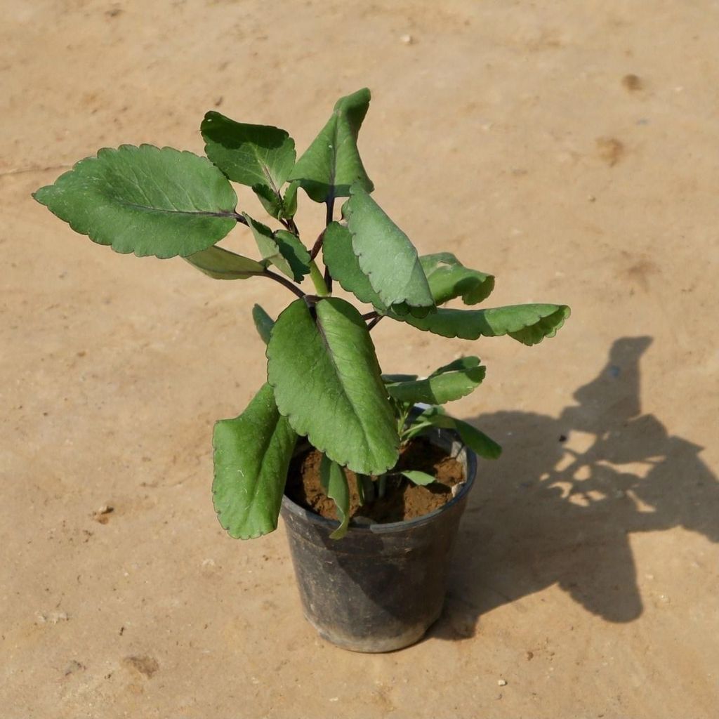 Patharchatta Plant in 6 Inch Nursery Pot