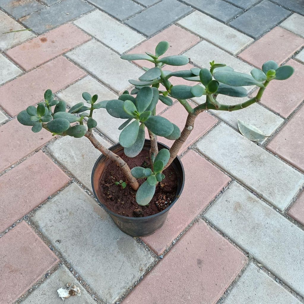 Crassula succulent in 5 Inch Nursery Pot