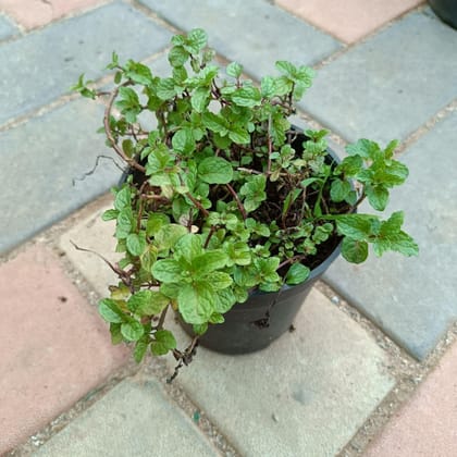 Buy Mint in 4 Inch Plastic Pot Online | Urvann.com