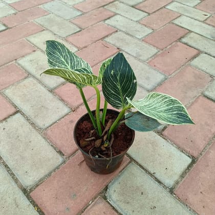 Buy Philodendron Birkin in 4 Inch Plastic Pot Online | Urvann.com