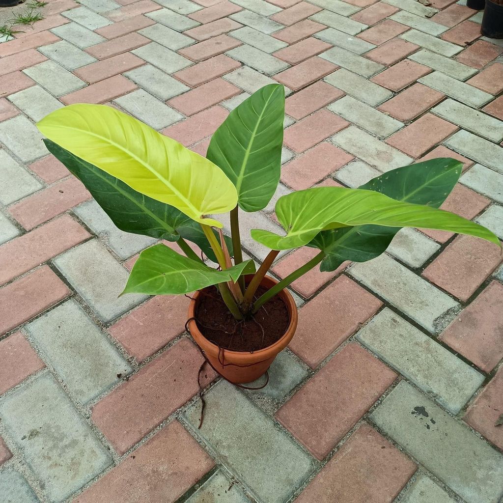 Philodendron Large in 6 Inch Nursery Pot