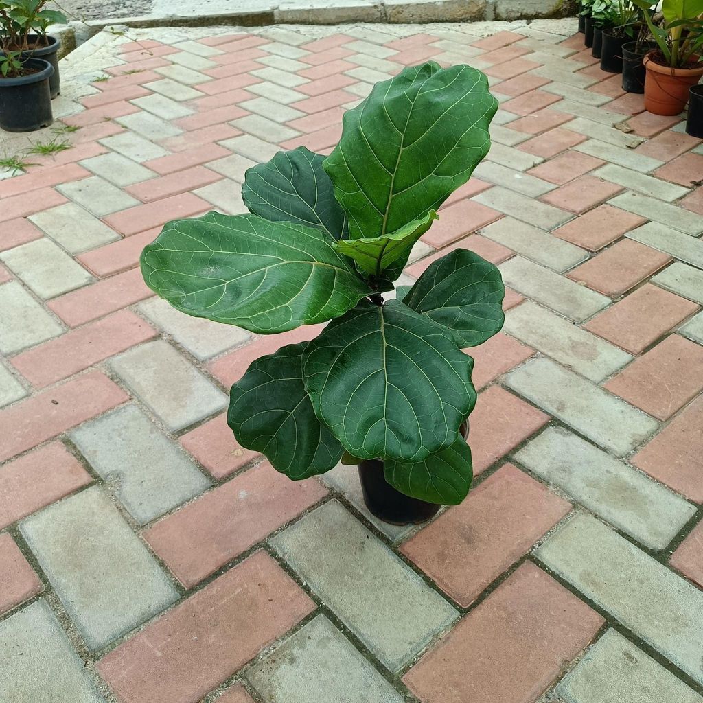 Fiddle Leaf Fig ~ 2.5 feet in 6 Inch Nursery Pot