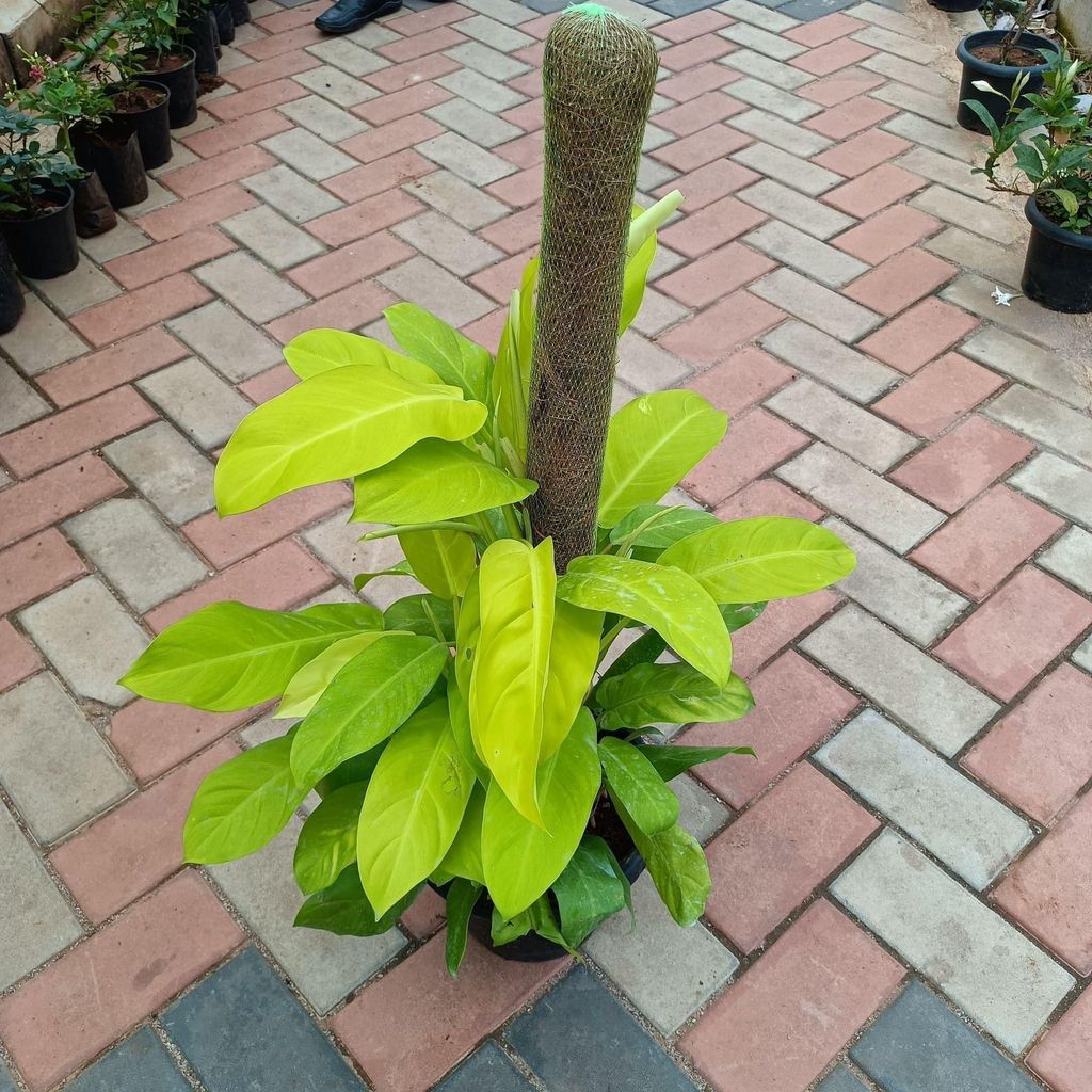Philodendron Golden with 3 ft Moss Stick in 10 Inch Nursery Pot
