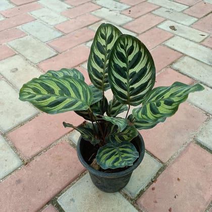 Buy Calathea Peacock in 4 Inch Plastic Pot Online | Urvann.com