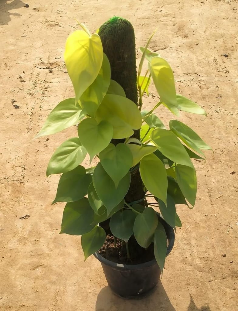 Oxycardium Golden Variegated with Moss Stick in 8 Inch Nursery Pot