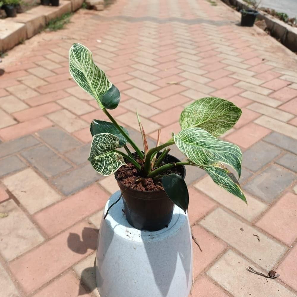 Philodendron Birkin in 5 Inch Nursery Pot