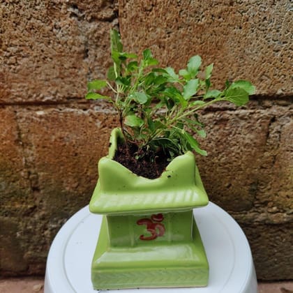 Buy Holy Tulsi in 4 Inch Ceramic Pot Online | Urvann.com