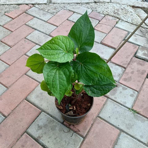 Free Next Day Delivery | Paan Big Leaf in 6 Inch Nursery Pot