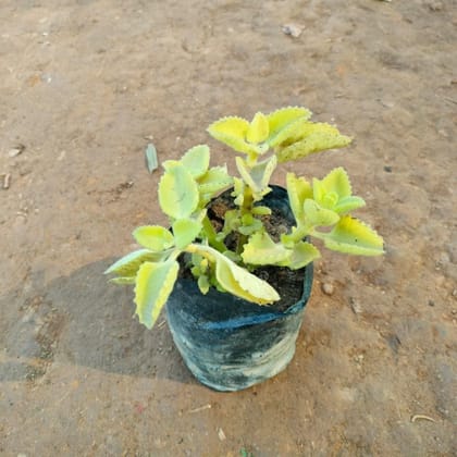 Ajwain in 4 Inch Nursery Bag