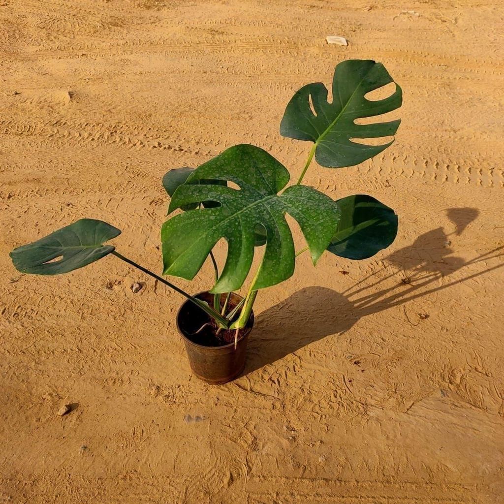 Monstera Deliciosa in 6 Inch Nursery Pot