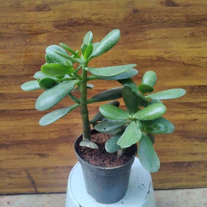 Buy Crassula Ovata Succulent in 4 Inch Plastic Pot Online | Urvann.com