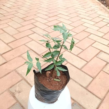 Buy Neem (~ 1 ft) in 4 Inch Nursery Bag Online | Urvann.com