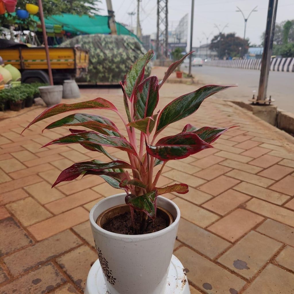 Aglaonema Lipstick in 6 Inch Classy Ceramic Pot (colour & design may vary)