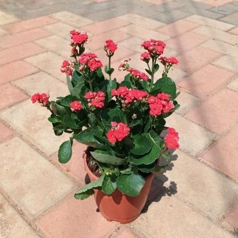 Kalanchoe (any colour) in 5 Inch Nursery Pot