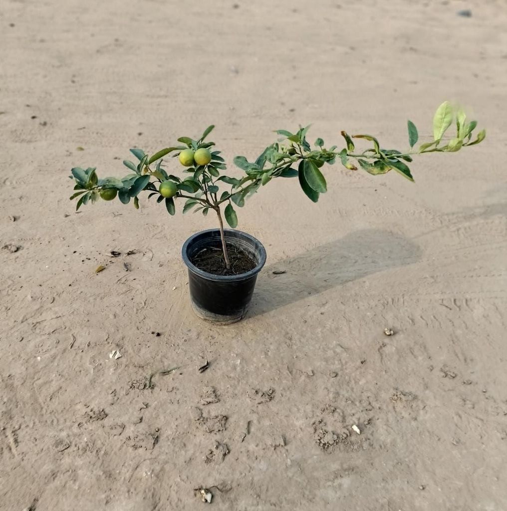 Nimbu / Lemon Plant in 8 Inch Nursery Pot