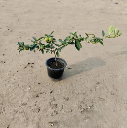 Buy Nimbu / Lemon Plant in 8 Inch Plastic Pot Online | Urvann.com