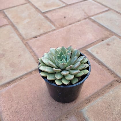 Buy Echeveria Setosa Olive Green Succulent in 3 Inch Plastic Pot Online | Urvann.com