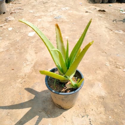 Buy Aloe Vera in 6 Inch Plastic Pot Online | Urvann.com