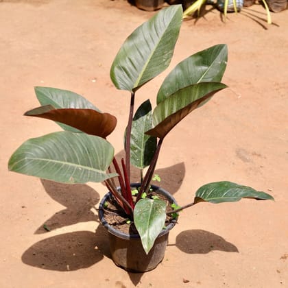 Buy Philodendron Red In 10 Inch Plastic Pot Online | Urvann.com