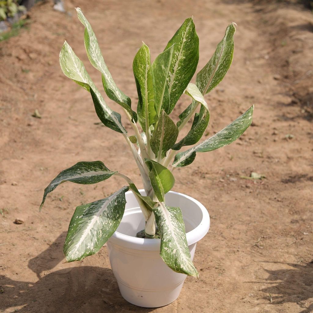 Aglaonema Dove in 10 Inch Classy White Round Plastic Pot