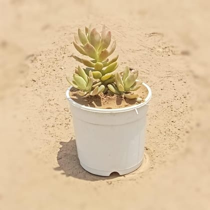 Buy Sedum Adolphi Light Coloured Succulent in 5 Inch White Plastic Pot Online | Urvann.com