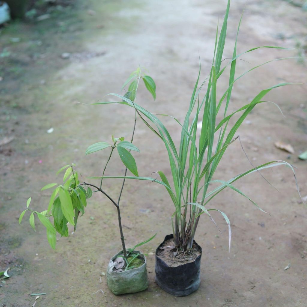 Set of 2 - Tej Patta / Bay Leaf & Lemon Grass in 4 Inch Nursery Bag