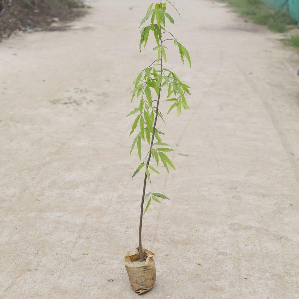 Ashoka Holy Plant ( ~ 2.5 - 4 Ft) in 5 Inch Nursery Bag