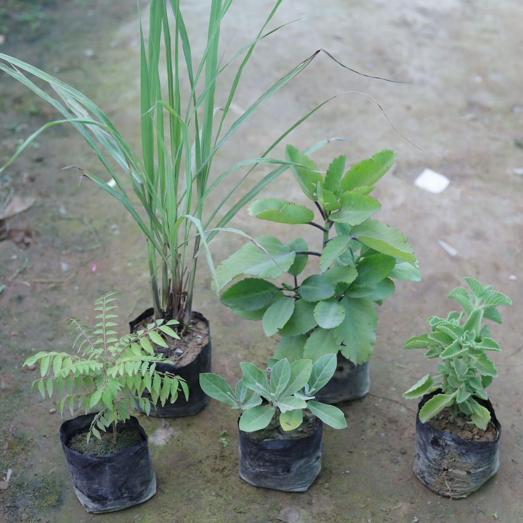 Kitchen Special Combo - Set of 5 - Curry patta, Ajwain, Aak, Lemon Grass & Pattarchatta in 4 Inch Nursery Bag