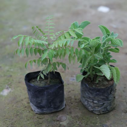 Buy Set of 2 - Ajwain Plant & Curry Patta in 4 Inch Nursery Bag Online | Urvann.com