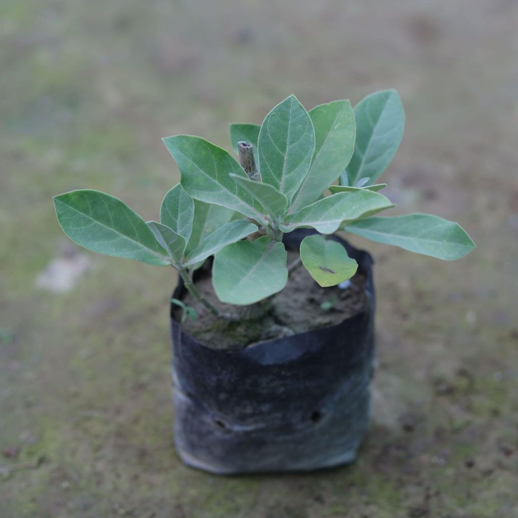 Aak Plant in 4 Inch Nursery Bag