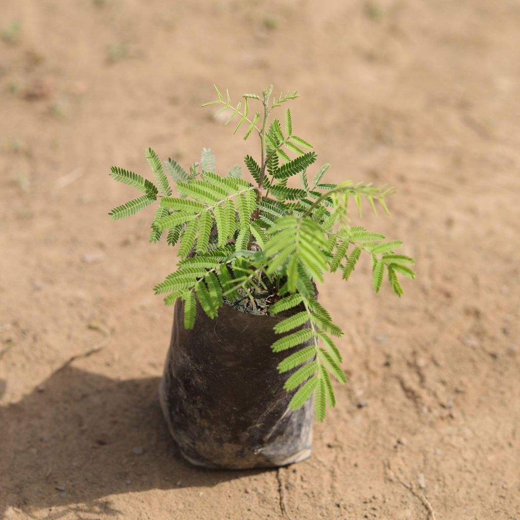 Shami Plant in 3 Inch Nursery Bag