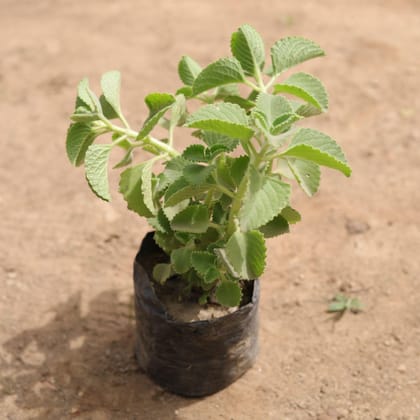 Buy Ajwain Plant in 4 Inch Nursery Bag Online | Urvann.com