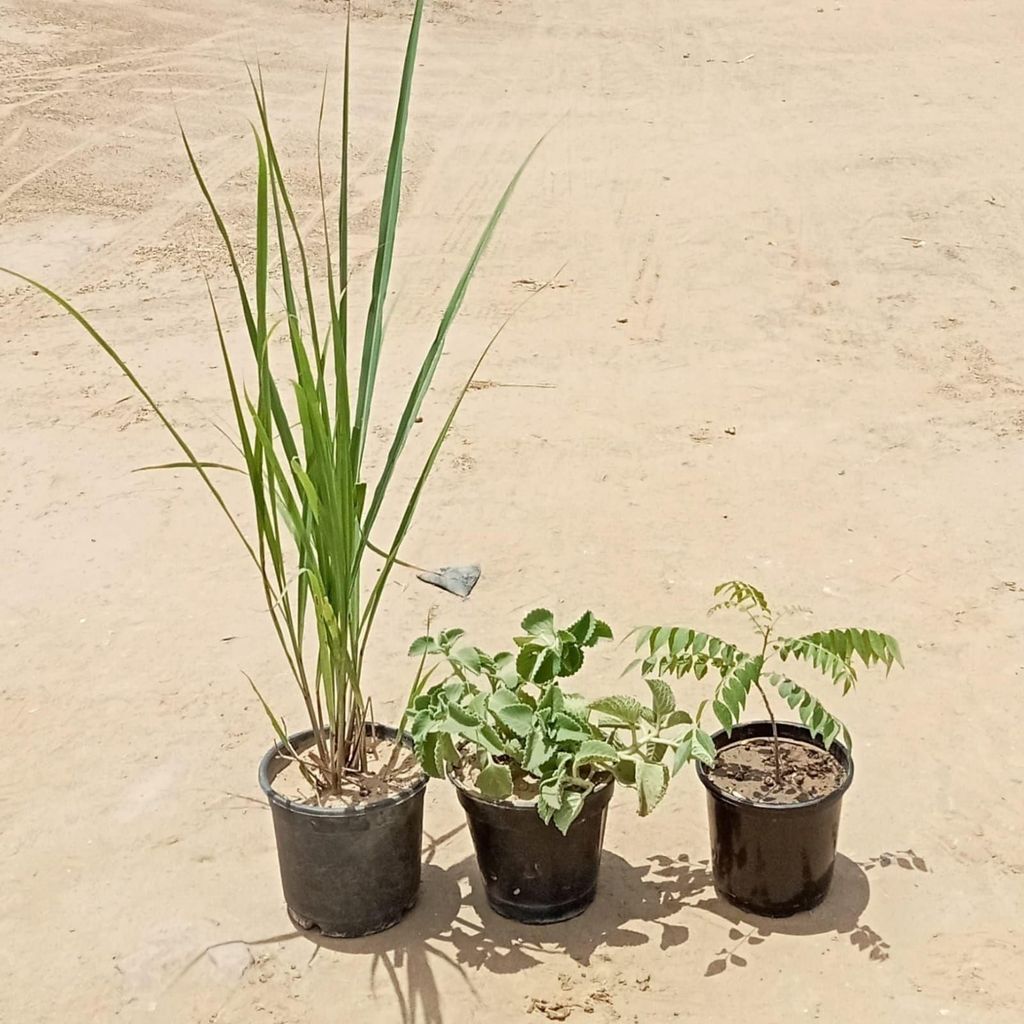 Herb Special - Set of 3 - Ajwain, Lemongrass & Curry Patta in 6 Inch Nursery Pot